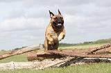 BULLMASTIFF 143